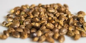Common Mistakes when growing cannabis seeds