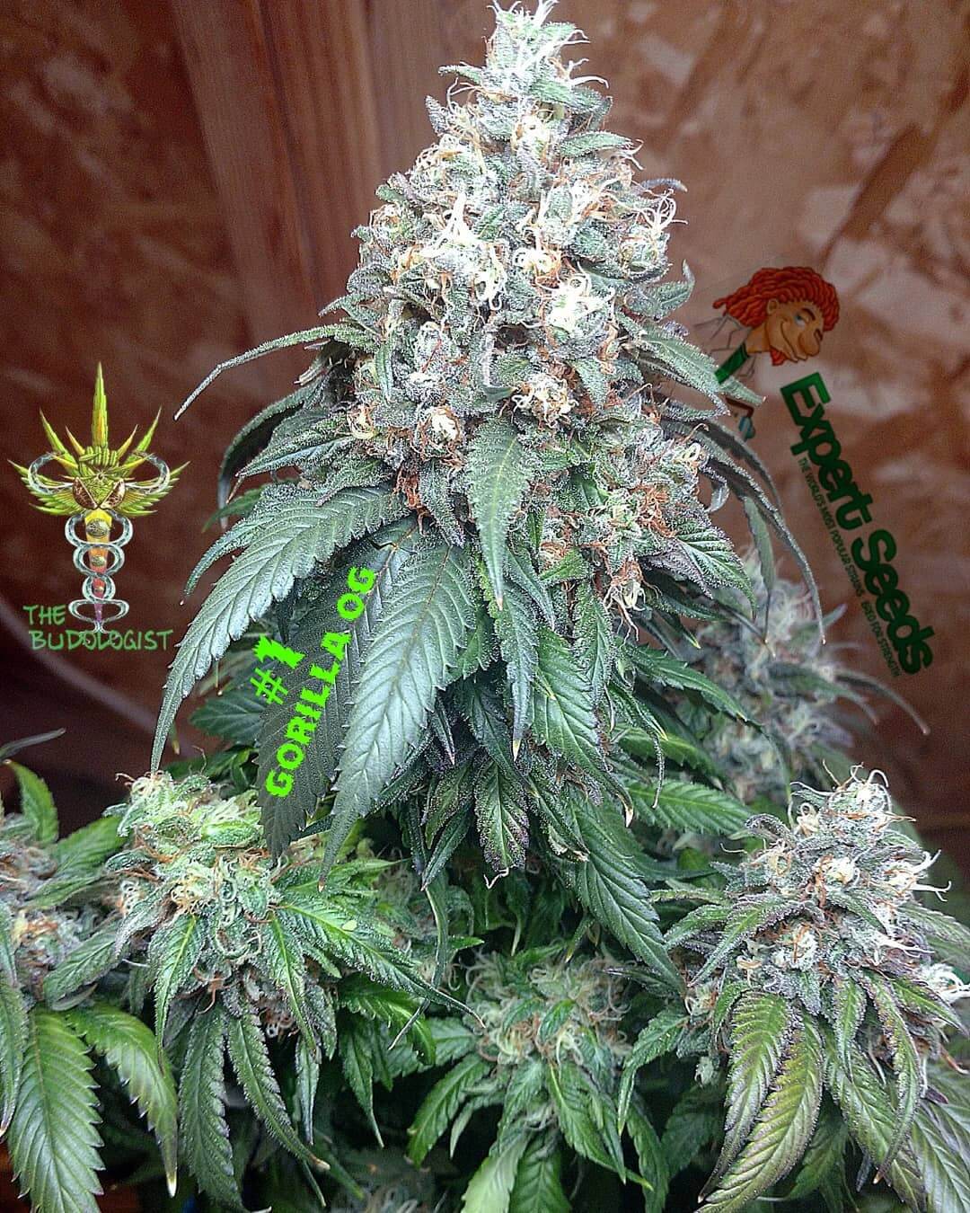 GG4 SFV OG Seeds - Image 2