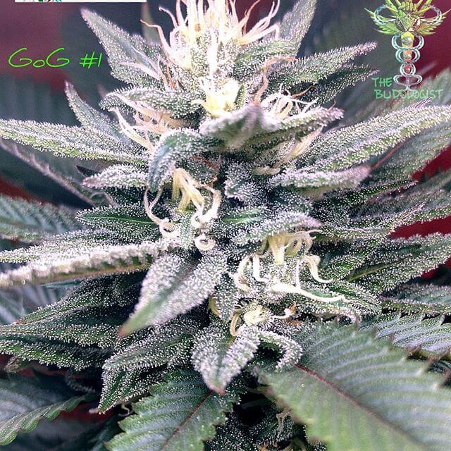 GG4 SFV OG Seeds - Image 3