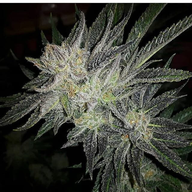 GG4 ? White Widow Seeds