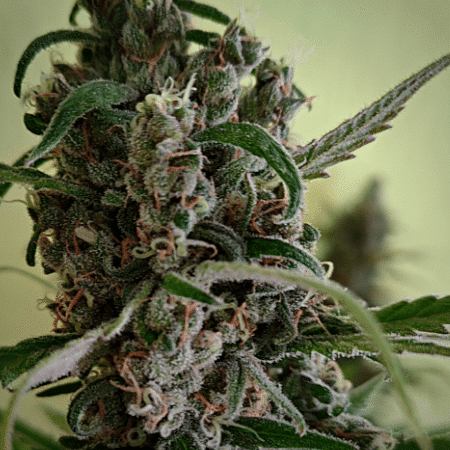 Alien OG Seeds
