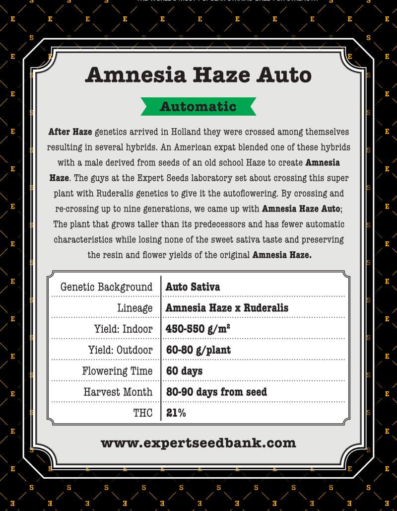 Amnesia Haze Auto Seeds - Image 4