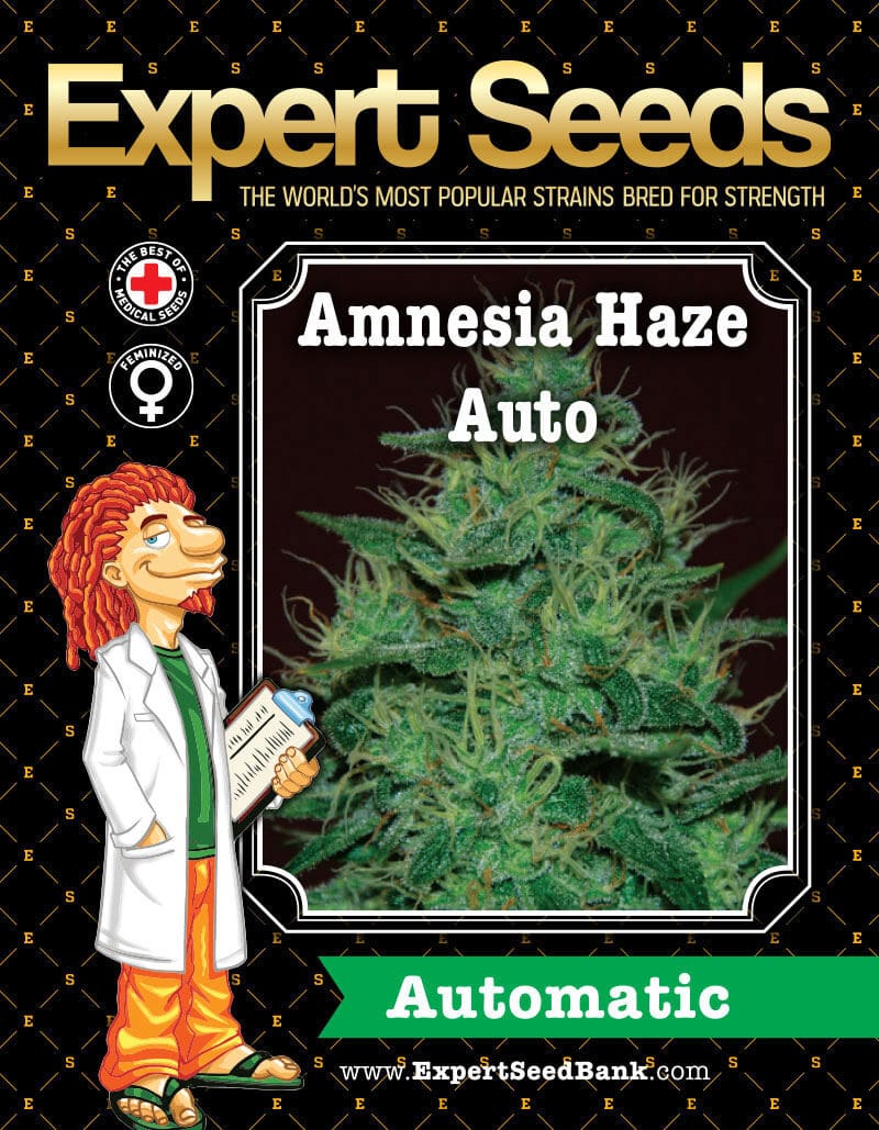 Amnesia Haze Auto Seeds - Image 3