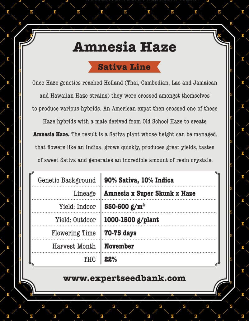 Amnesia Haze Seeds - Image 3