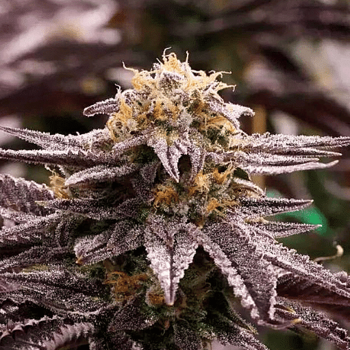 Black Sugar Seeds