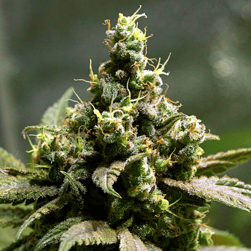 Blackberry Pie