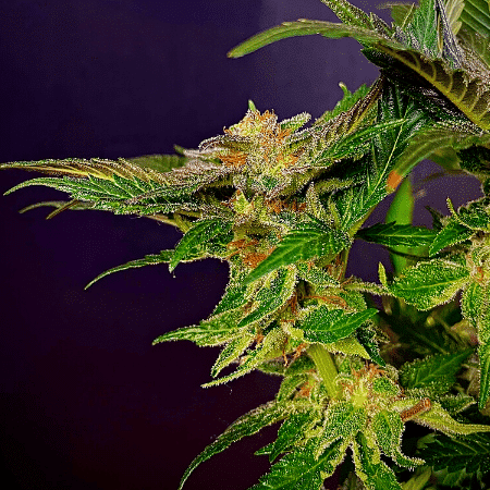 CBD Chemdog #4 Seeds