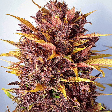 Candy Kush x Do-Si-Dos Seeds