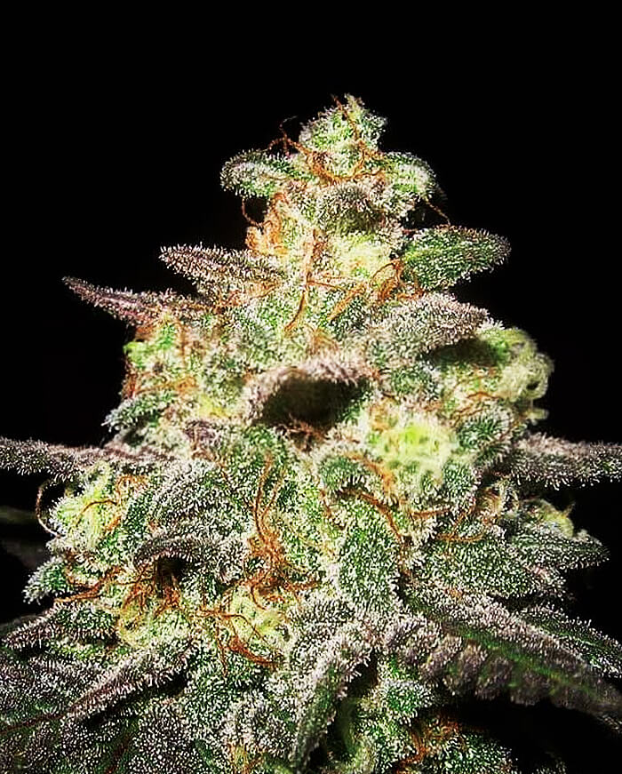 Caramella Auto Seeds