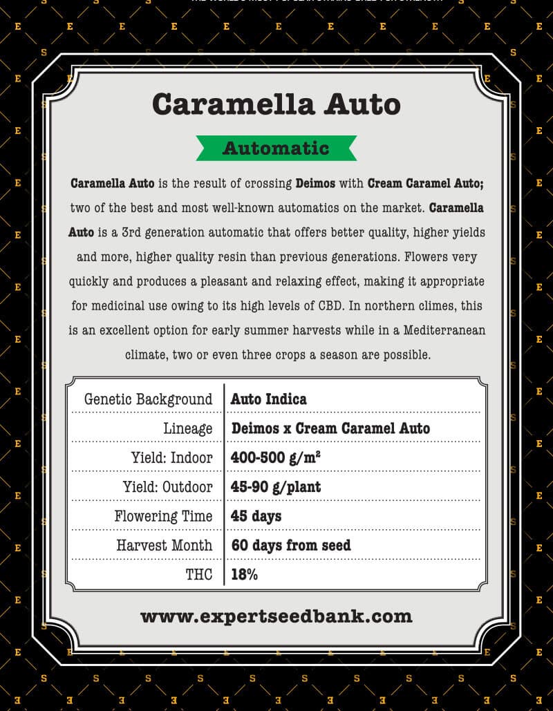 Caramella Auto Seeds - Image 3