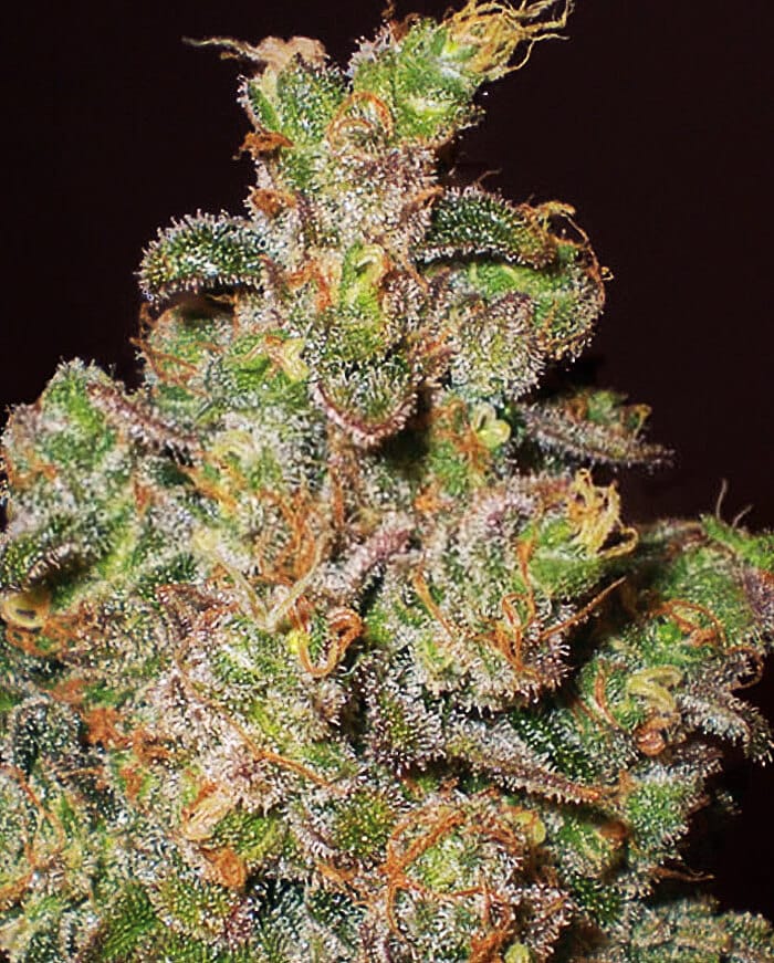 Cheese Seeds