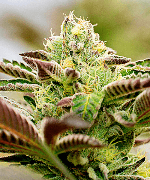 Chocolope x Candy Seeds