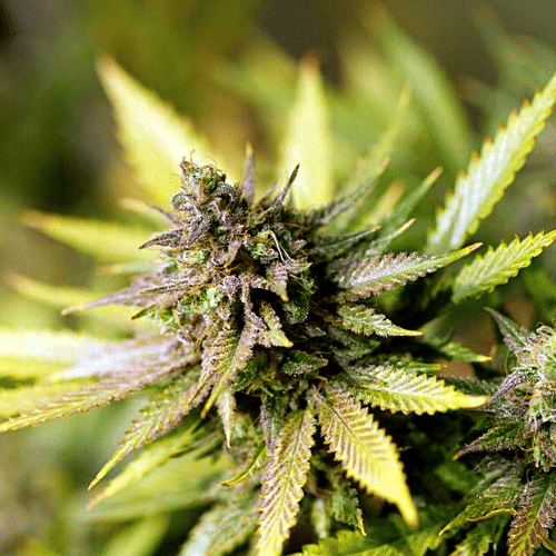 Cinderella 99 x Purple Kush