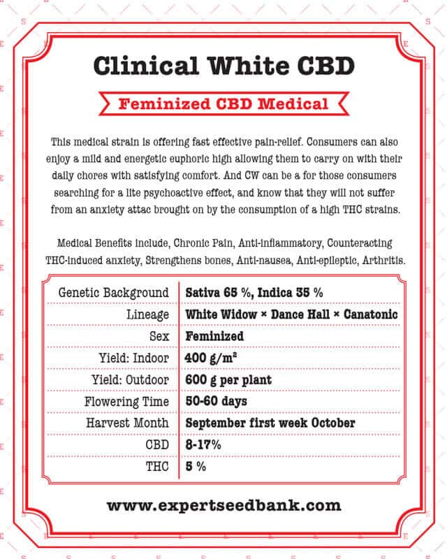 Clinical White CBD Seeds - Image 3