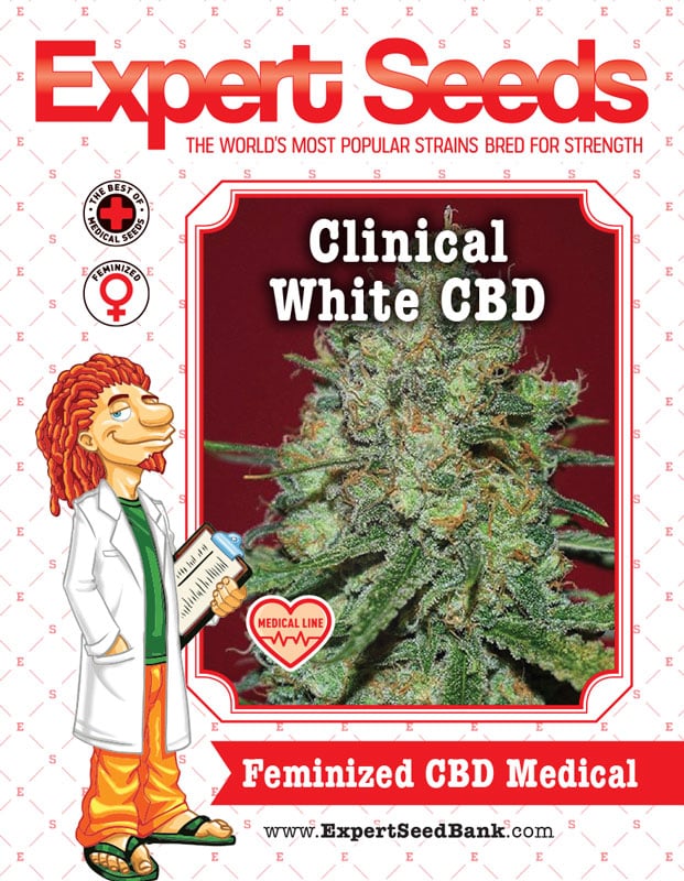 Clinical White CBD Seeds - Image 2