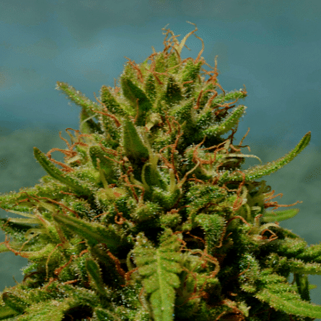 Cookies & Cream Seeds