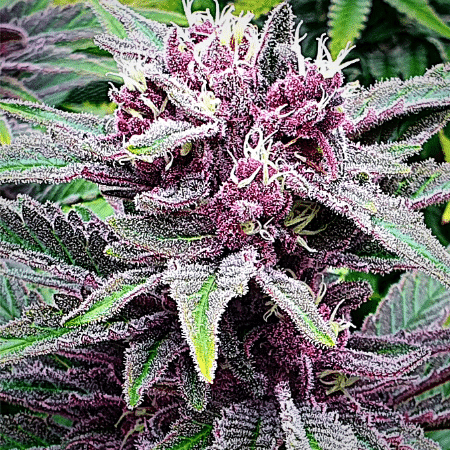 Critical Purple Kush Seeds