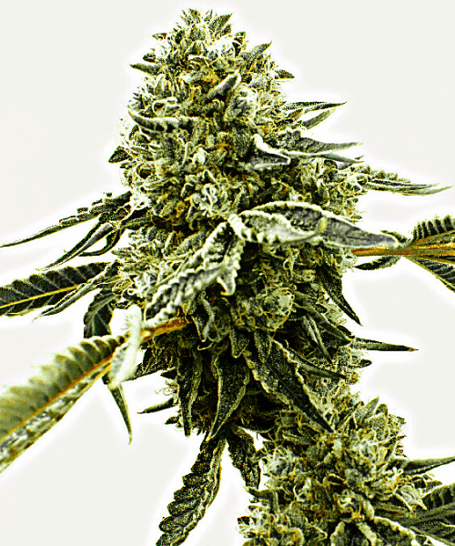 Critical x AK47 Auto Seeds