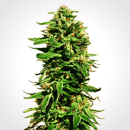 Durban Poison Auto Seeds