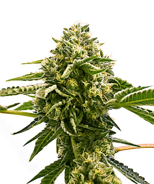 Exodus Cheese Seeds