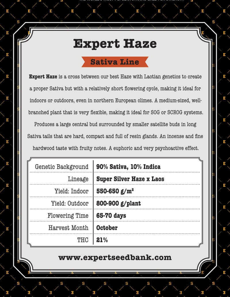 Expert Haze Seeds - Image 3