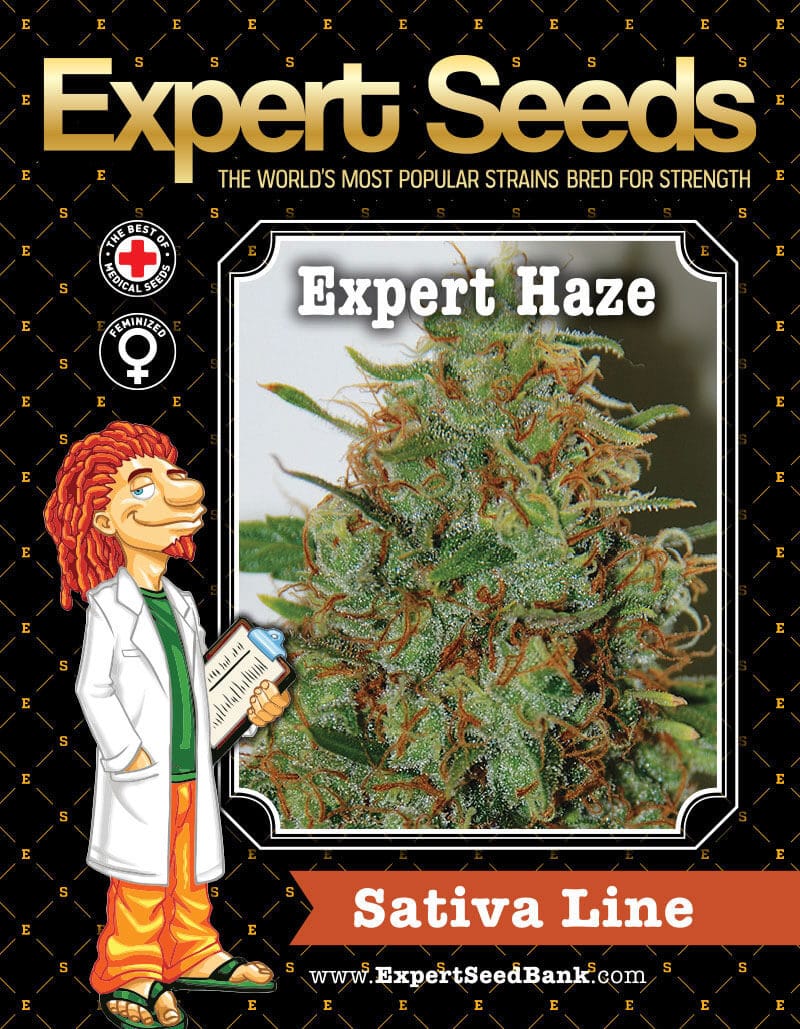 Expert Haze Seeds - Image 2