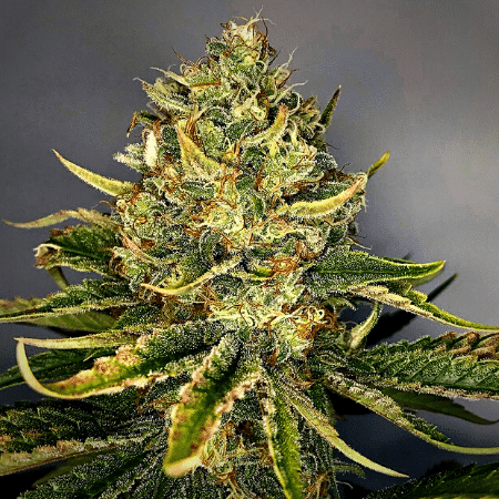 G13 Auto Seeds