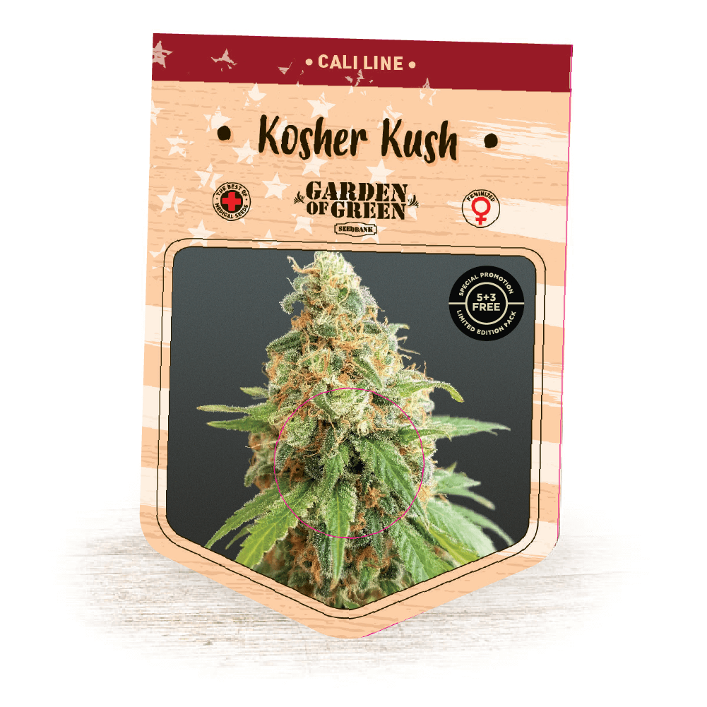 Kosher Kush Seeds
