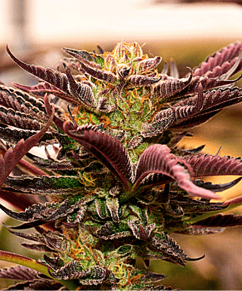 Gelato Seeds
