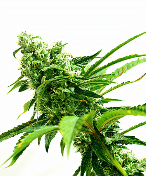 GGK #4 x Zkittles Seeds