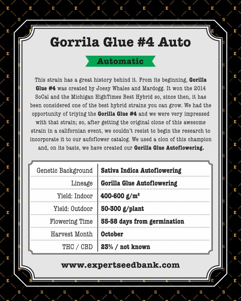 Expert Gorilla Auto Seeds - Image 3