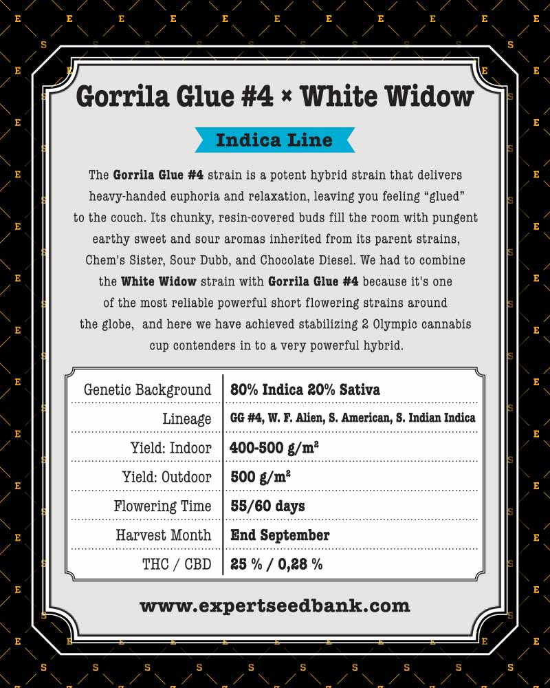 GG4 ? White Widow Seeds - Image 3