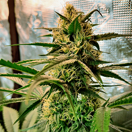 Grandaddy Purple Auto Seeds