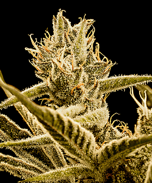 Grandaddy Purple x Bruce Banner Seeds