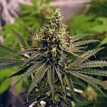 Grease Monkey Seeds