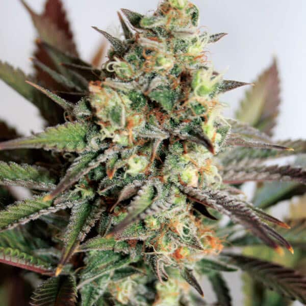 Girl Scout Cookies Seeds - Image 3