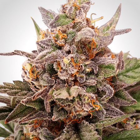 Kushberry Seeds