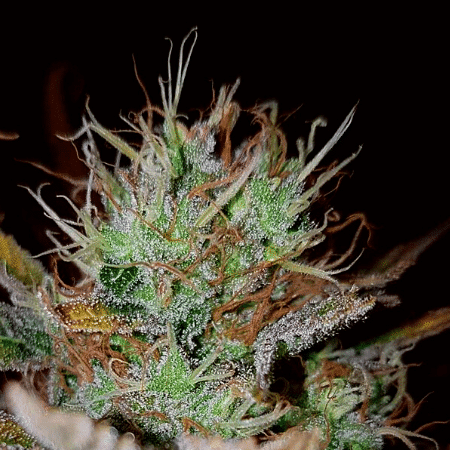 L.A. Confidential Seeds