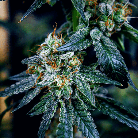 Monkey OG Seeds