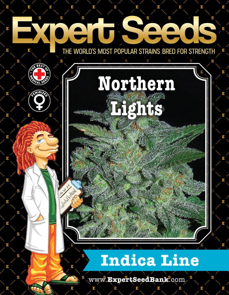 Northern Lights Seeds - Image 2