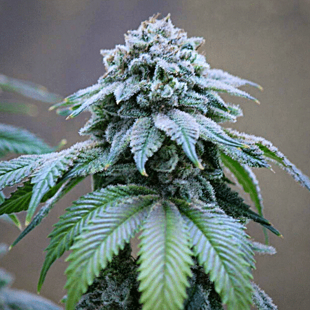 Orange Cookies Seeds