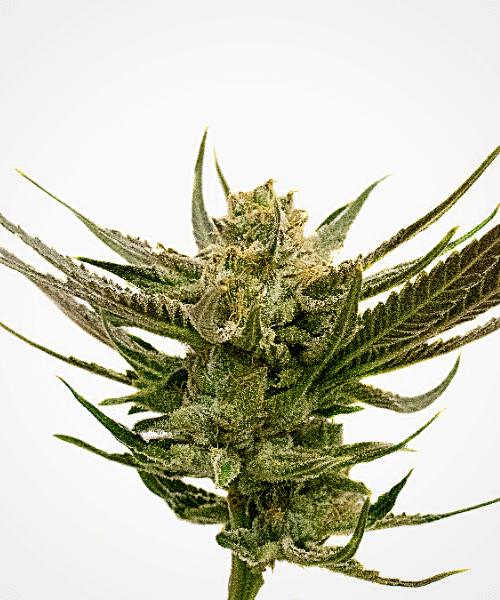 California Orange x Skunk Seeds