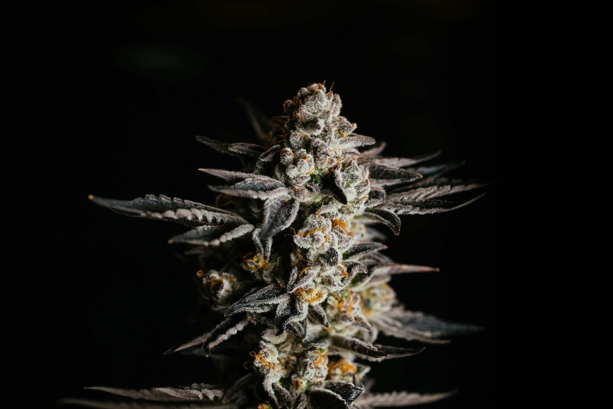 Amnesia Haze Auto Seeds