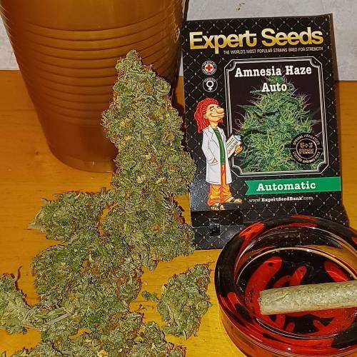Amnesia Haze Auto Seeds - Image 2
