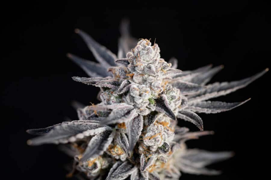 Expert Gorilla Auto Seeds