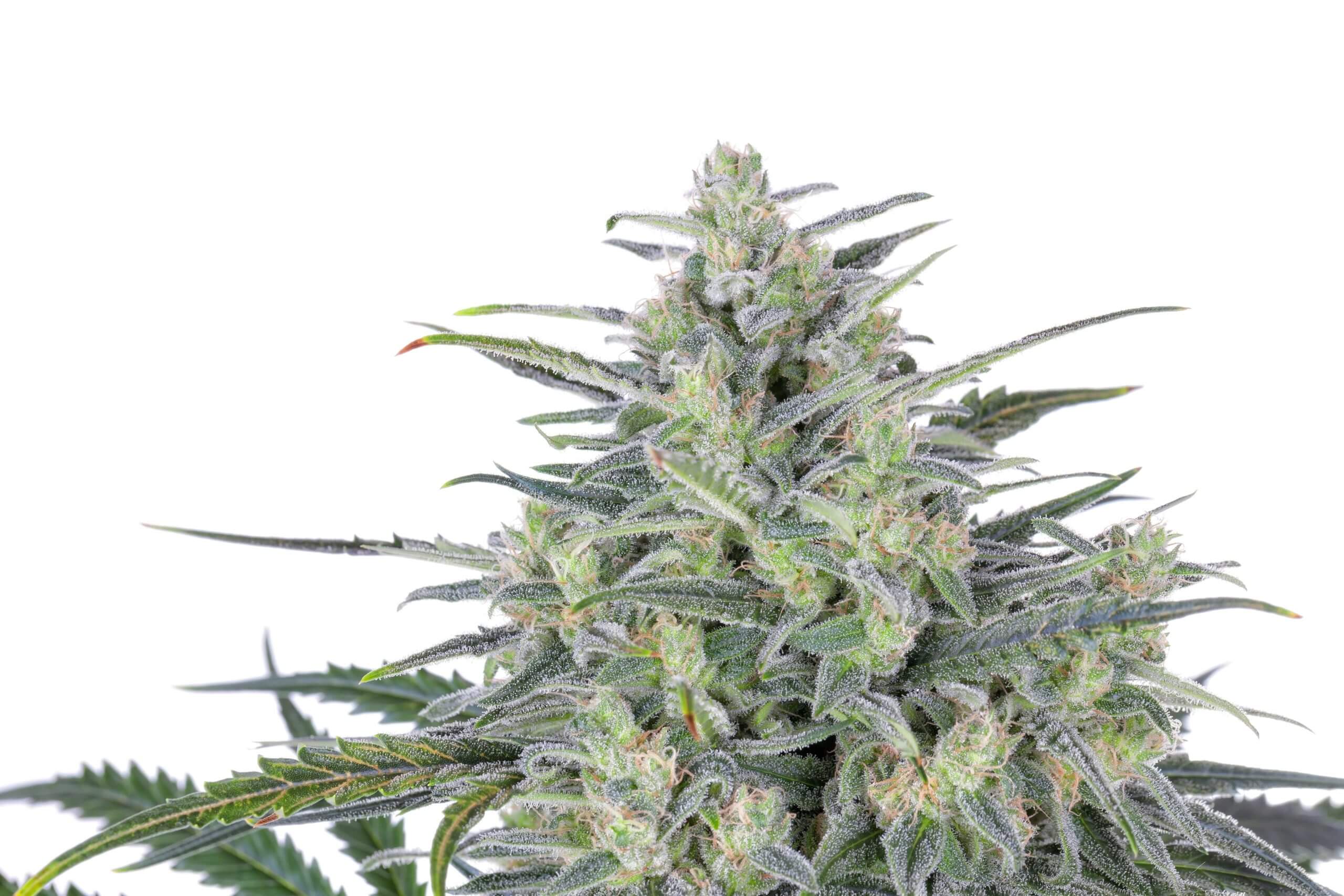 Critical Lights Seeds