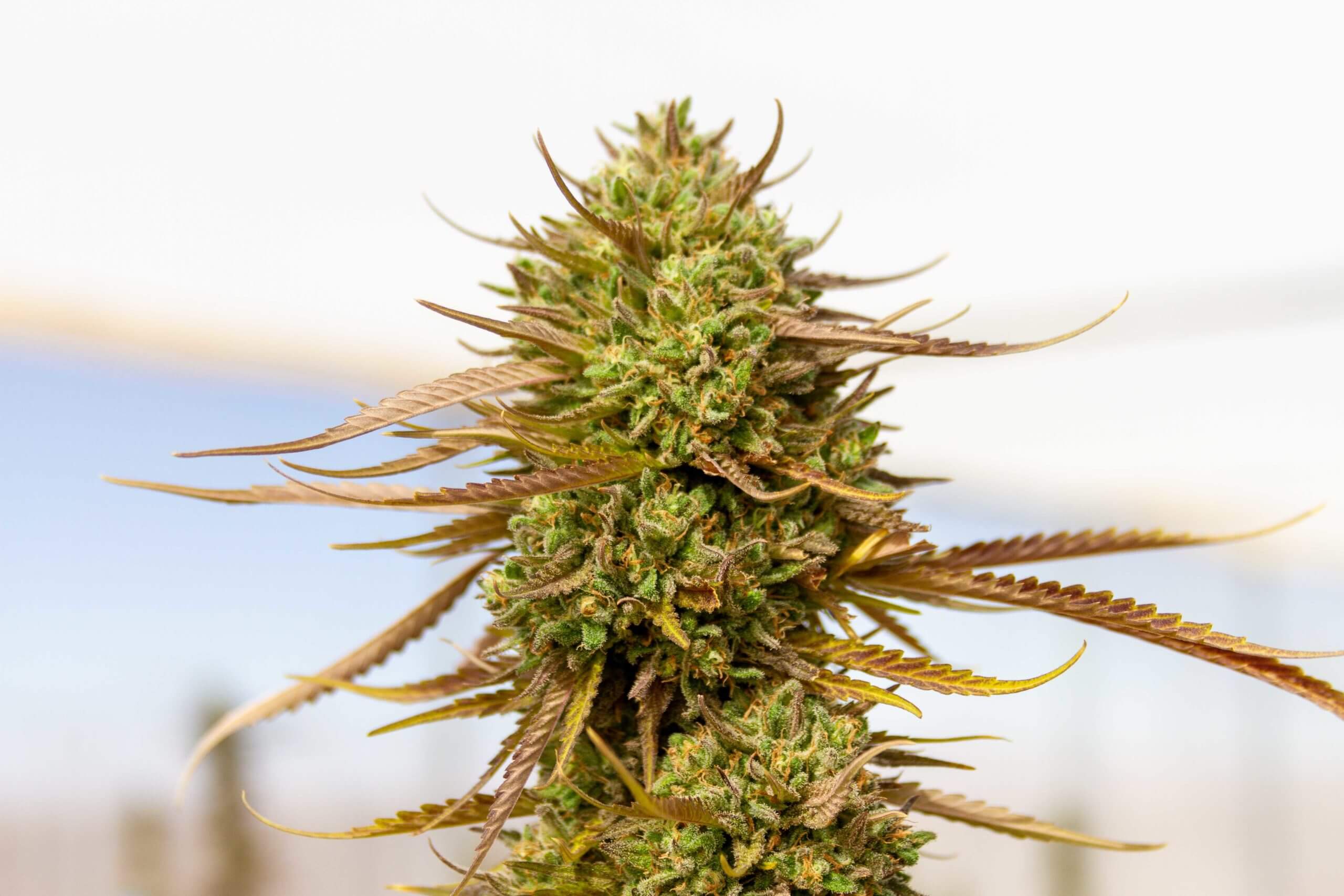 Expert Haze Seeds
