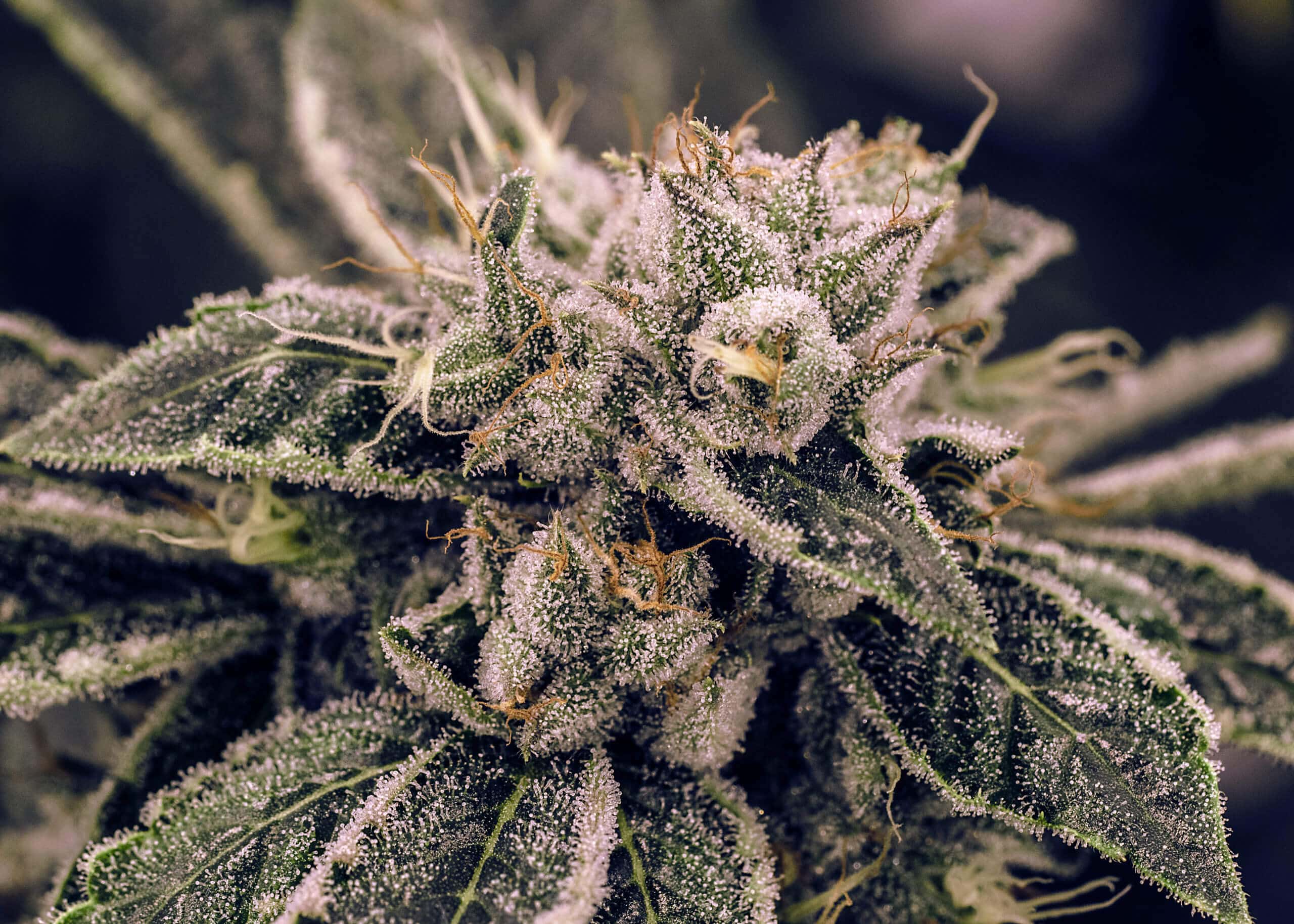 Northern Lights Seeds