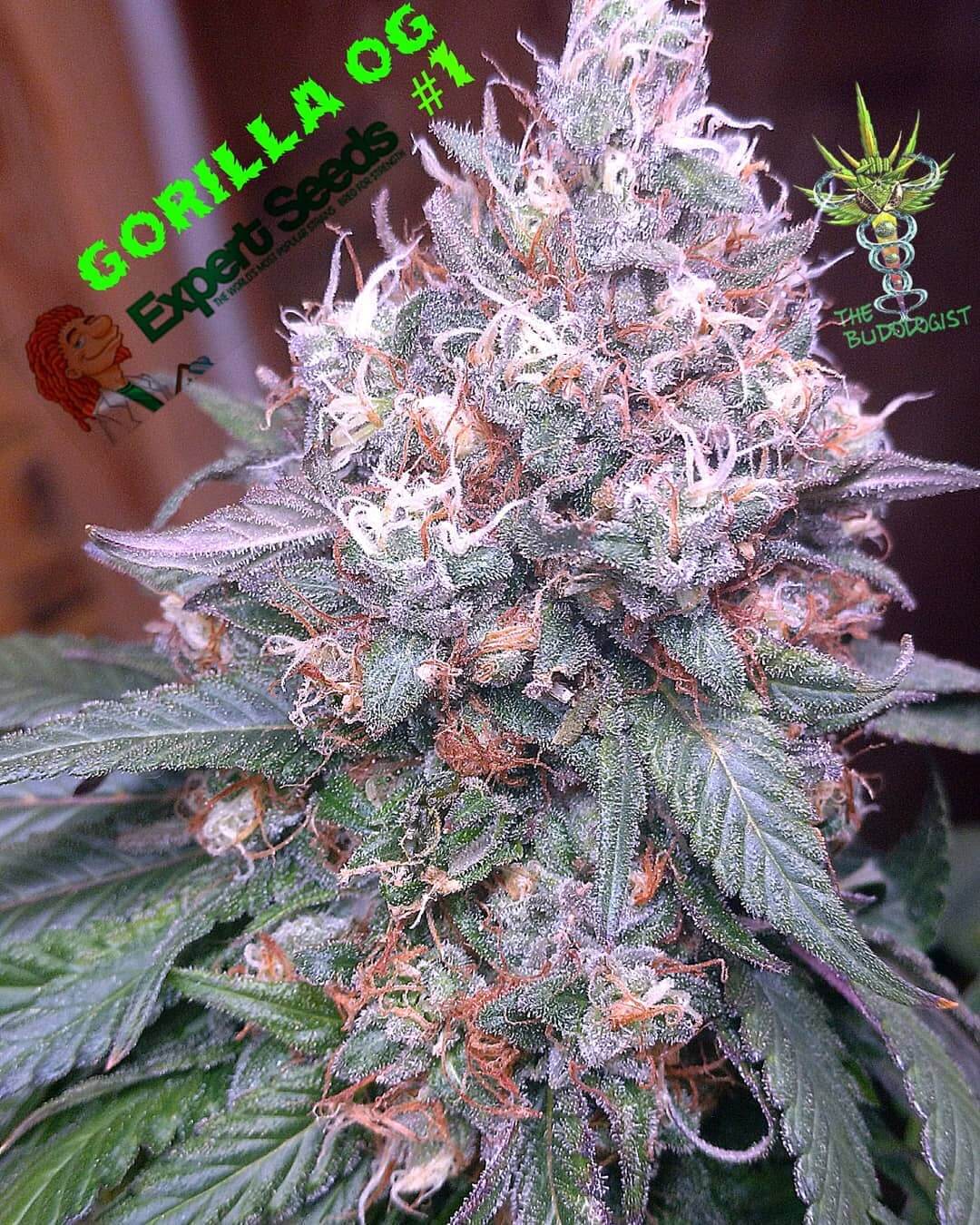 GG4 SFV OG Seeds