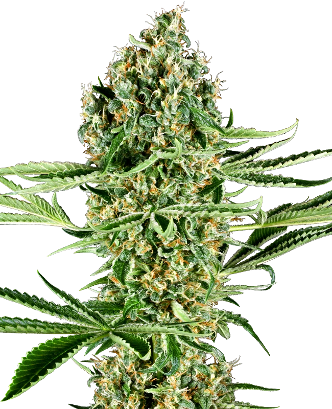 Critical Runtz Feminized Seeds
